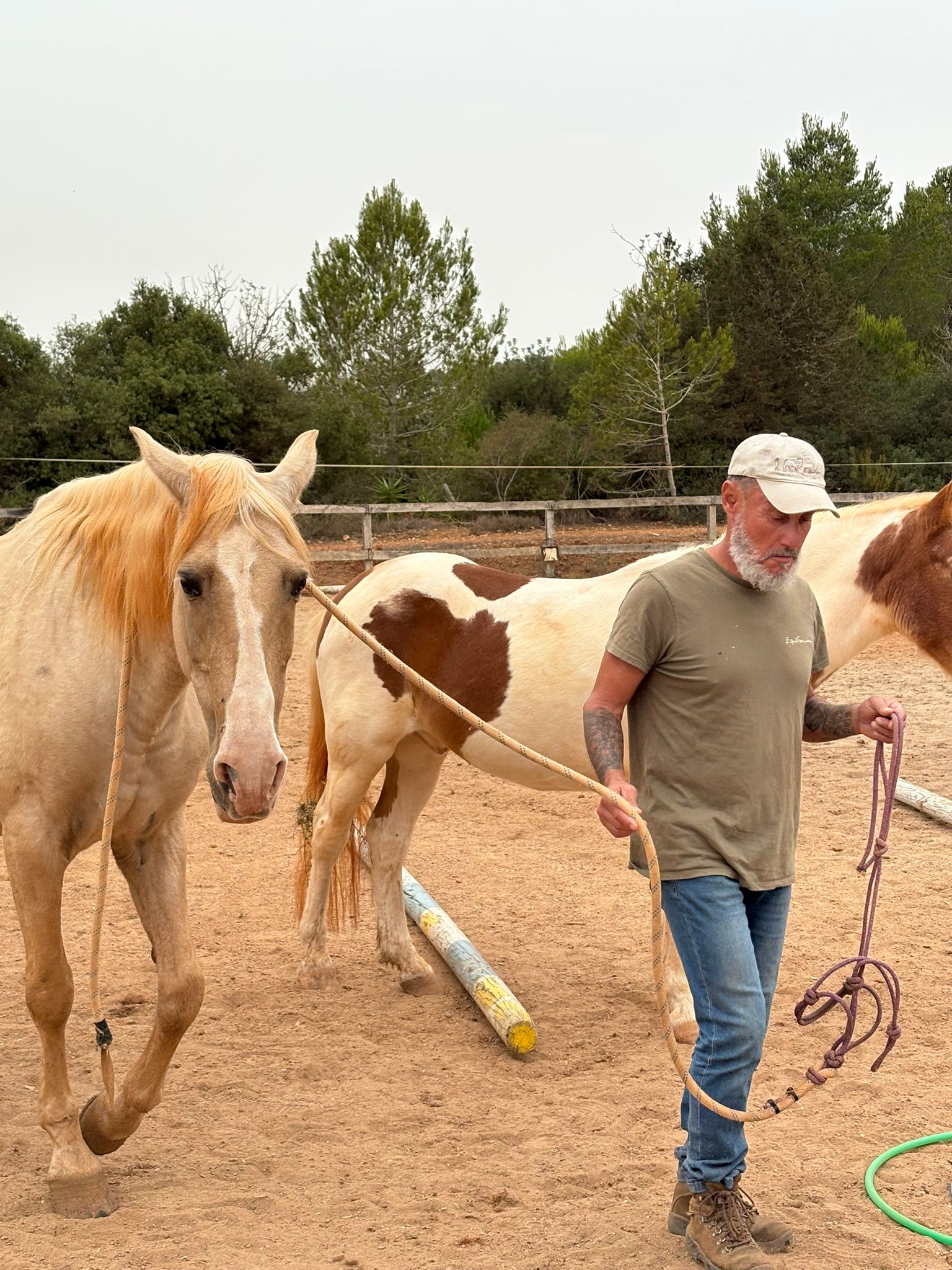 Desarrollo personal con caballos