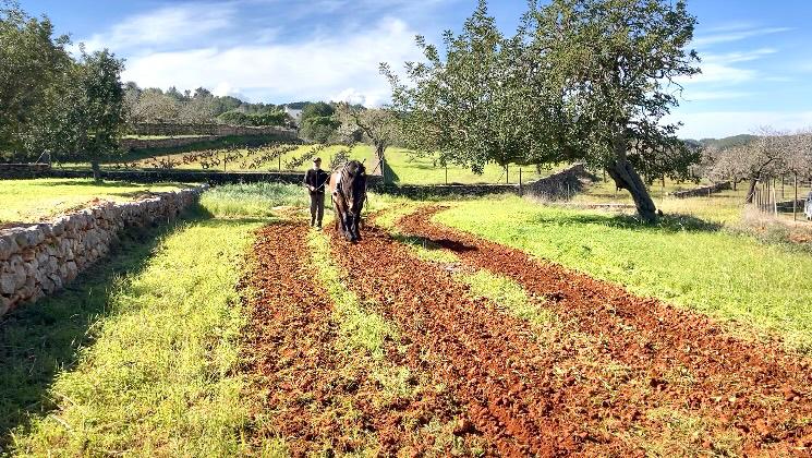 Luna, yegua hispano-bretón