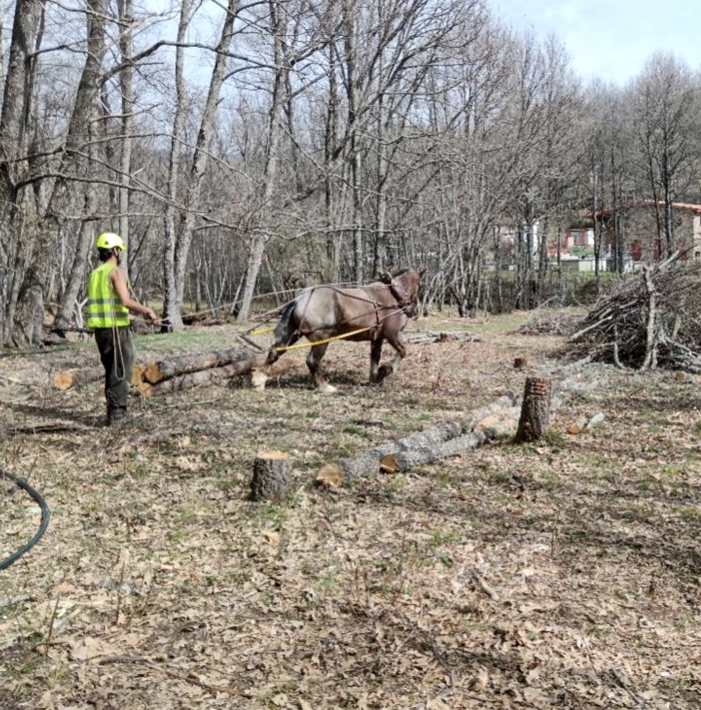 Trueno, caballo percherón
