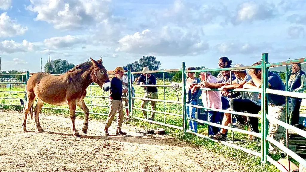 Roberto Contaldo trabajando con caballos